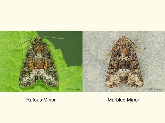  73.175 Rufous Minor and Marbled Minor Copyright Martin Evans 