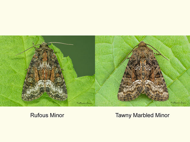  73.175 Rufous Minor and Tawny Marbled Minor Copyright Martin Evans 