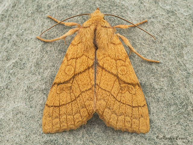  73.179 Orange Sallow Copyright Martin Evans 