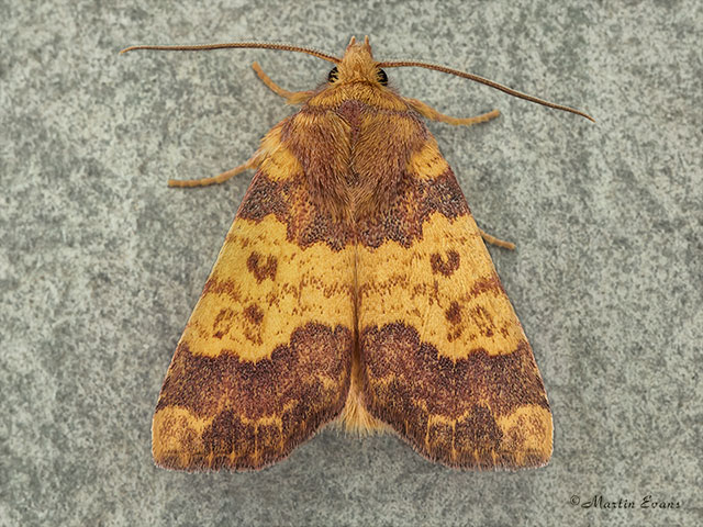  73.180 Barred Sallow Copyright Martin Evans 
