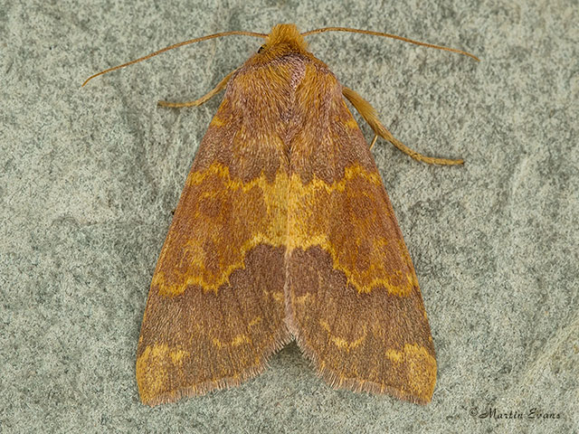  73.180 Barred Sallow Copyright Martin Evans 