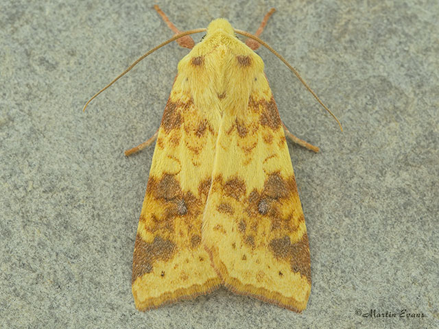  73.182 Sallow Copyright Martin Evans 