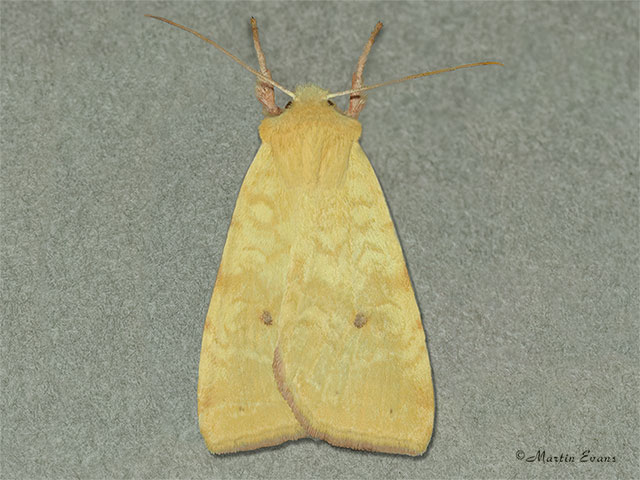  73.182 Sallow pale form Copyright Martin Evans 