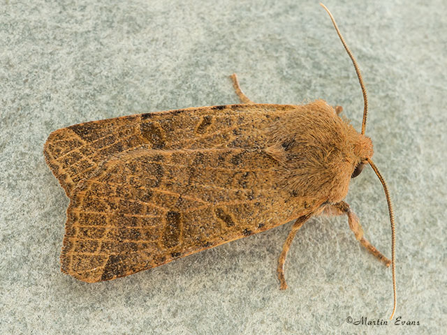 73.186 Beaded Chestnut Copyright Martin Evans 