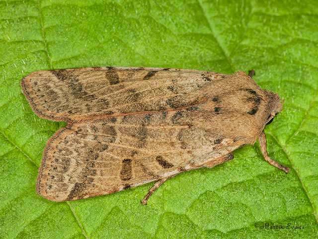 73.186 Beaded Chestnut Copyright Martin Evans 
