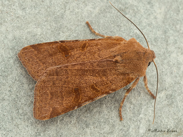73.186 Beaded Chestnut Copyright Martin Evans 