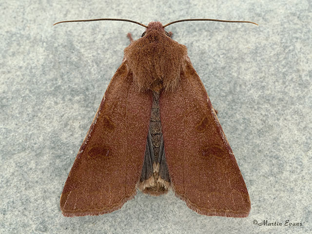 73.186 Beaded Chestnut Copyright Martin Evans 