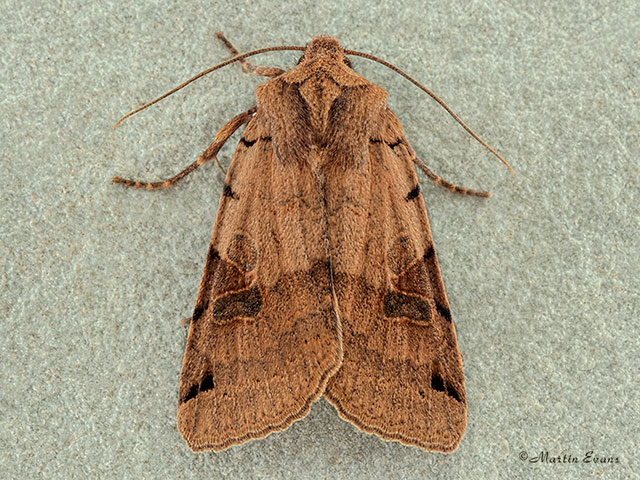  73.187 Brown-spot Pinion Copyright Martin Evans 