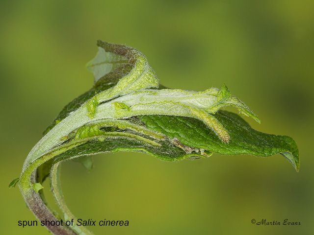  73.189 Red-line Quaker spun Salix cinerea shoot Copyright Martin Evans 