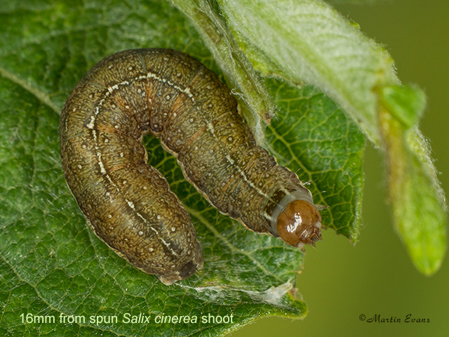  73.189 Red-line Quaker 16mm from spun Salix cinerea shoot Copyright Martin Evans 