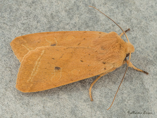  73.190 Yellow-line Quaker Copyright Martin Evans 
