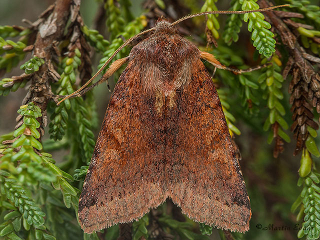  73.191 Southern Chestnut Copyright Martin Evans 