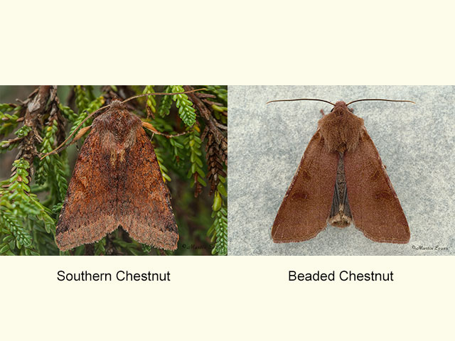  73.191 Southern Chestnut and Beaded Chestnut Copyright Martin Evans 