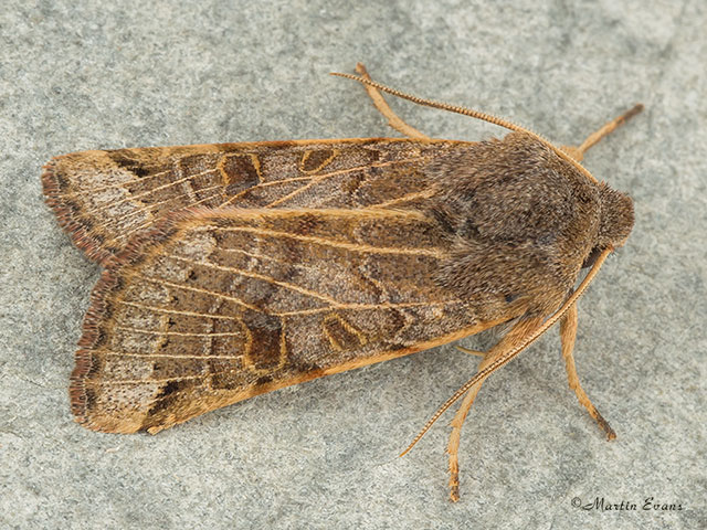  73.193 Lunar Underwing Copyright Martin Evans 