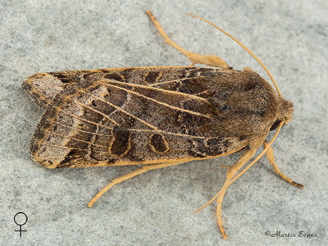  73.193 Lunar Underwing female Copyright Martin Evans 