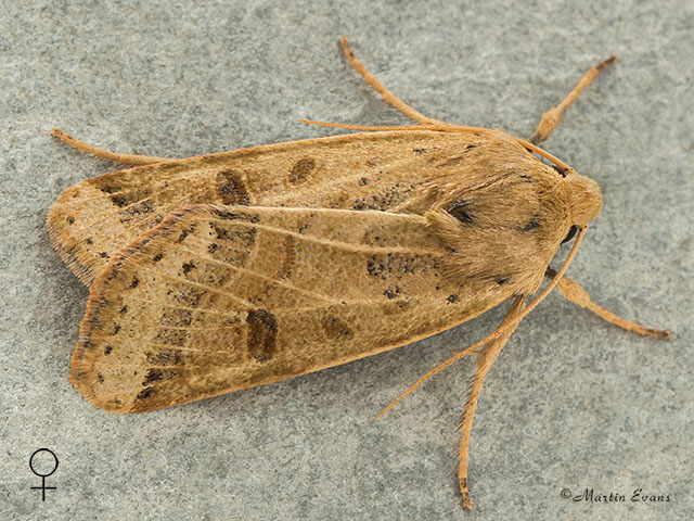  73.193 Lunar Underwing female Copyright Martin Evans 