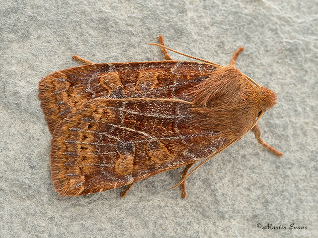  73.194 Chestnut Copyright Martin Evans 