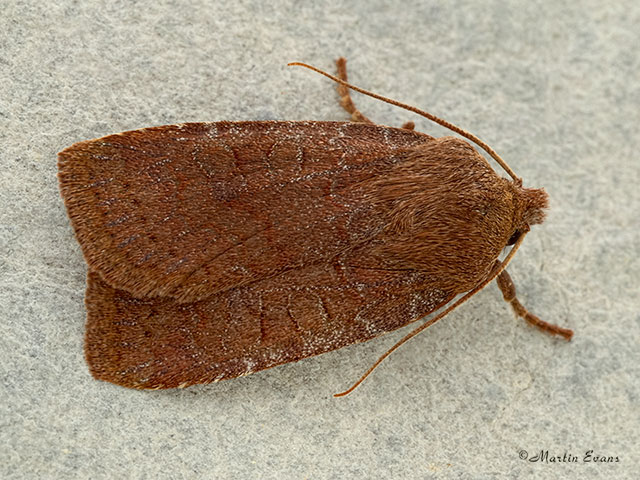  73.194 Chestnut Copyright Martin Evans 