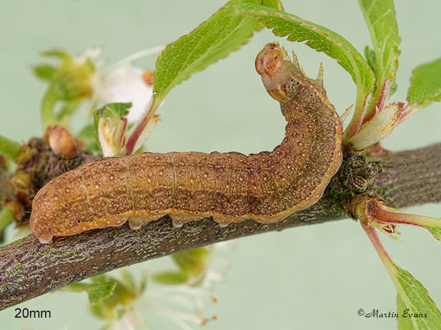  73.195 Dark Chestnut larva 20mm Copyright Martin Evans 