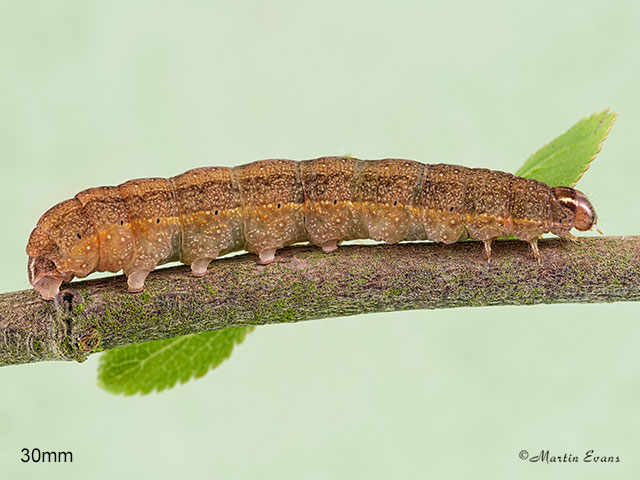  73.195 Dark Chestnut larva 30mm Copyright Martin Evans 