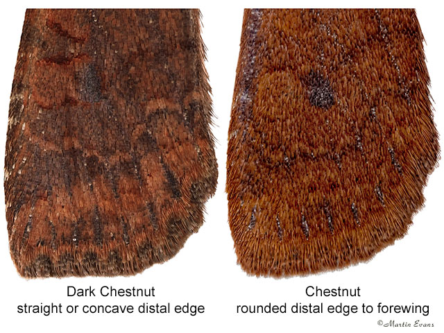  73.195 Dark Chestnut and Chestnut distal forewing Copyright Martin Evans 