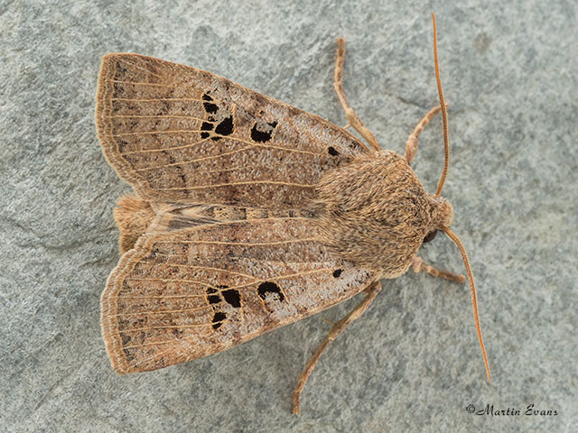  73.196 Black-spotted Chestnut Copyright Martin Evans 