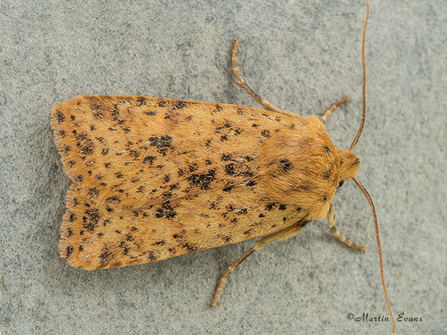 73.197 Dotted Chestnut Copyright Martin Evans 