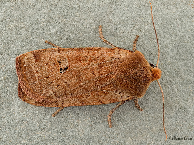  73.198 Red-headed Chestnut Copyright Martin Evans 
