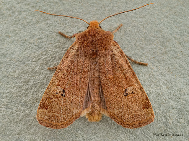  73.198 Red-headed Chestnut Copyright Martin Evans 