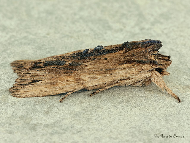  73.200 Tawny Pinion Copyright Martin Evans 