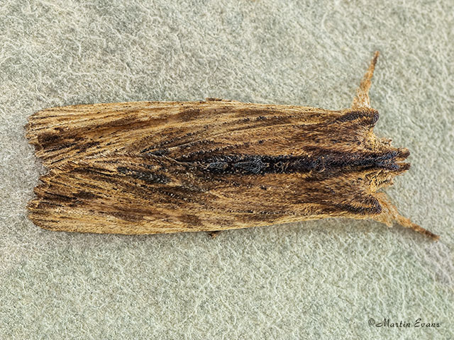  73.200 Tawny Pinion Copyright Martin Evans 