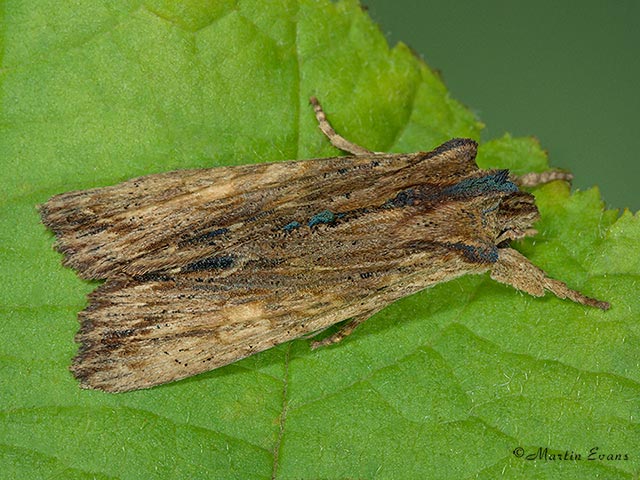  73.200 Tawny Pinion Copyright Martin Evans 