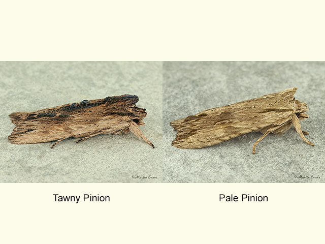 73.200 Tawny Pinion and Pale Pinion Copyright Martin Evans 
