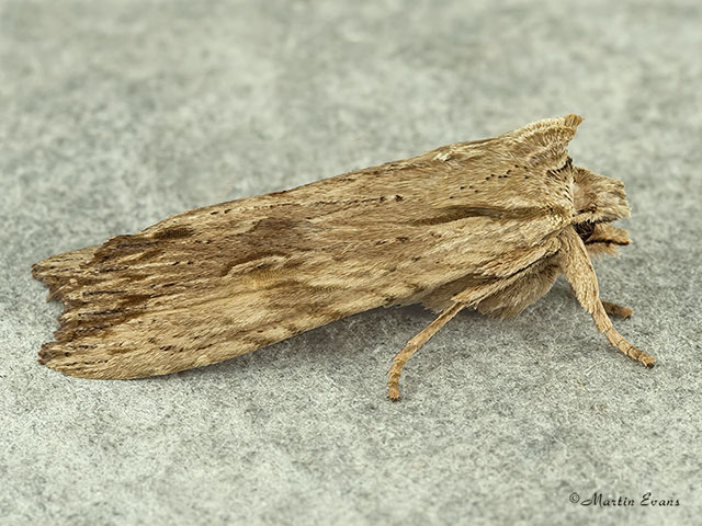  73.201 Pale Pinion Copyright Martin Evans 