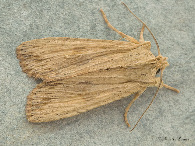  73.201 Pale Pinion Copyright Martin Evans 