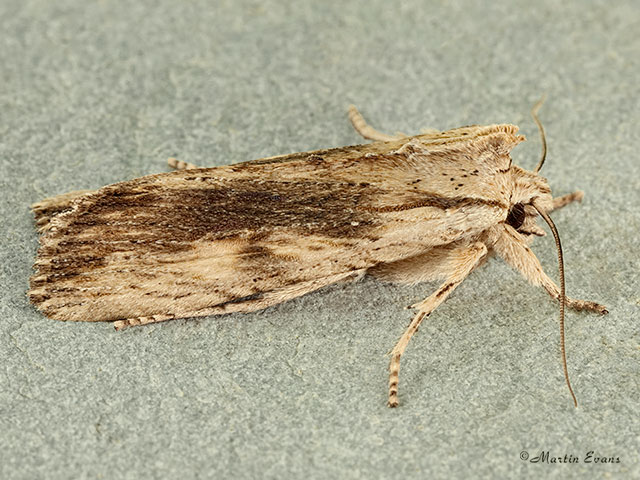  73.201 Pale Pinion Copyright Martin Evans 