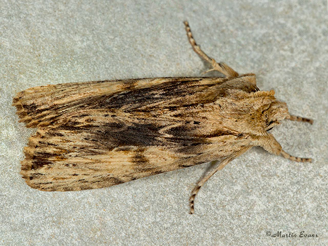  73.201 Pale Pinion dark form Copyright Martin Evans 