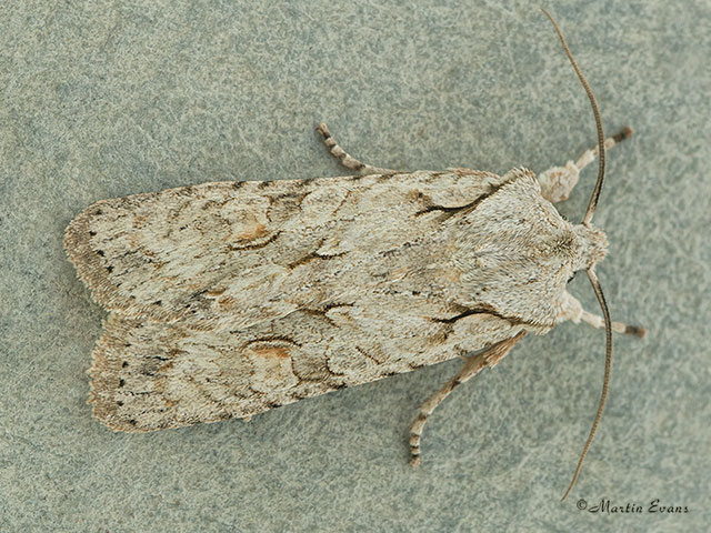  73.202 Grey Shoulder-knot Copyright Martin Evans 