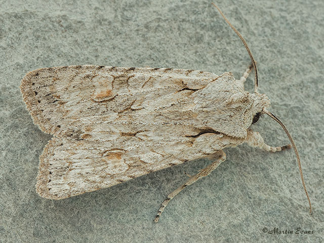  73.202 Grey Shoulder-knot Copyright Martin Evans 