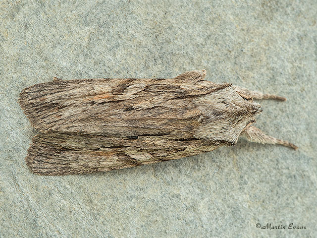  73.206 Blair's Shoulder-knot Copyright Martin Evans 