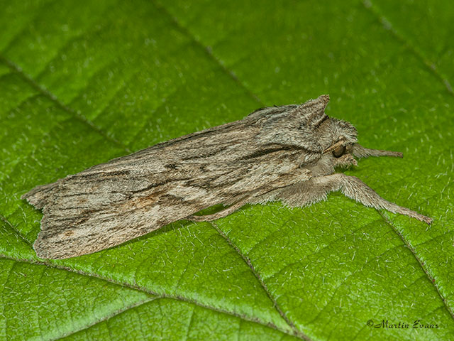  73.206 Blair's Shoulder-knot Copyright Martin Evans 