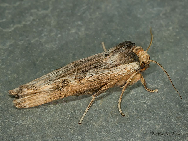  73.208 Sword-grass Copyright Martin Evans 