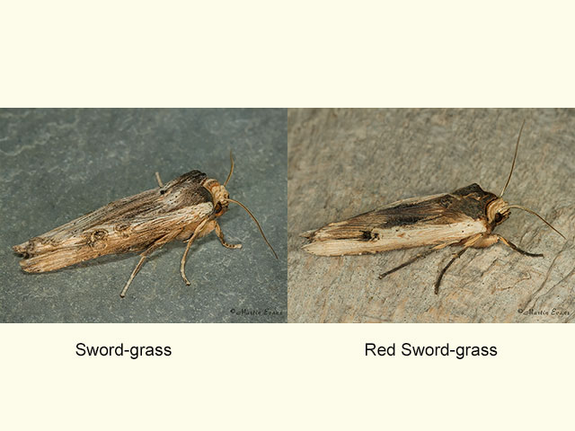  73.208 Sword-grass and Red Sword-grass Copyright Martin Evans 