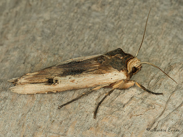  73.209 Red Sword-grass Copyright Martin Evans 