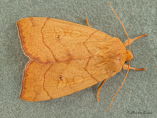  73.211 Angle-striped Sallow Copyright Martin Evans 