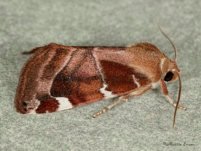  73.214 White-spotted Pinion Copyright Martin Evans 