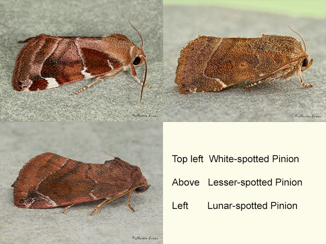   73.214 White-spotted Pinion, Lesser-spotted Pinion and Lunar-spotted Pinion Copyright Martin Evans 