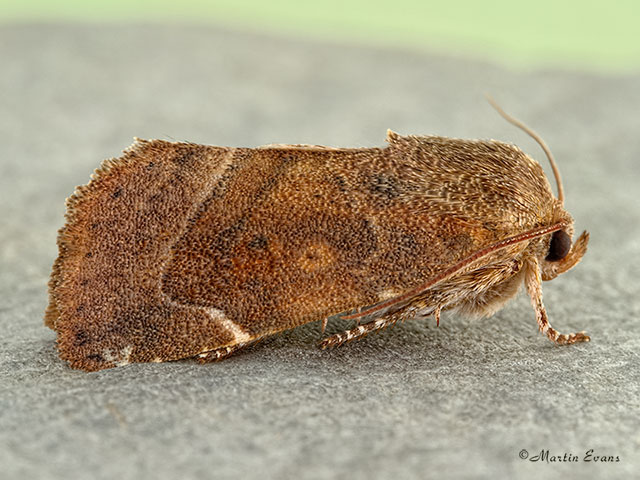  73.215 Lesser-spotted Pinion Copyright Martin Evans 