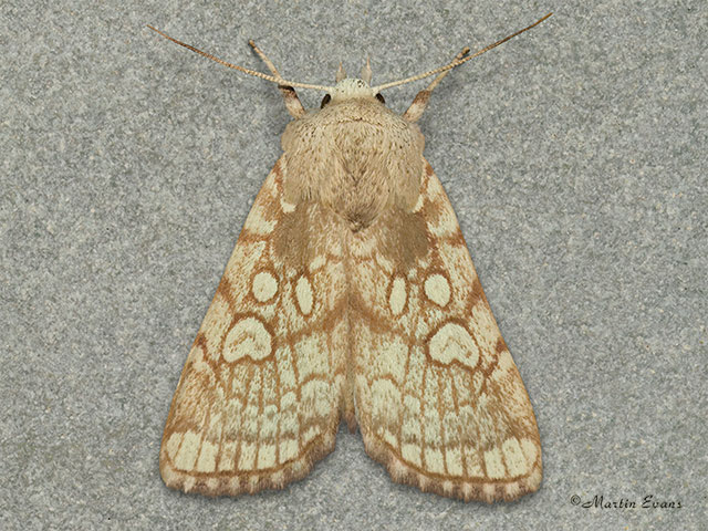  73.218 Heart Moth Copyright Martin Evans 