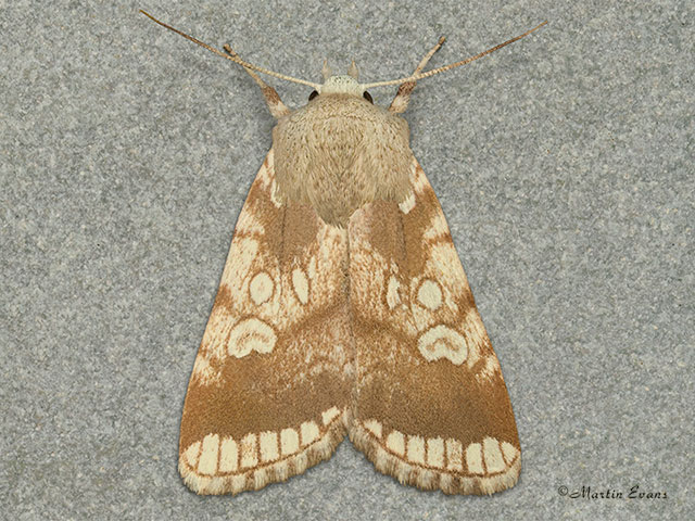 73.218 Heart Moth Copyright Martin Evans 